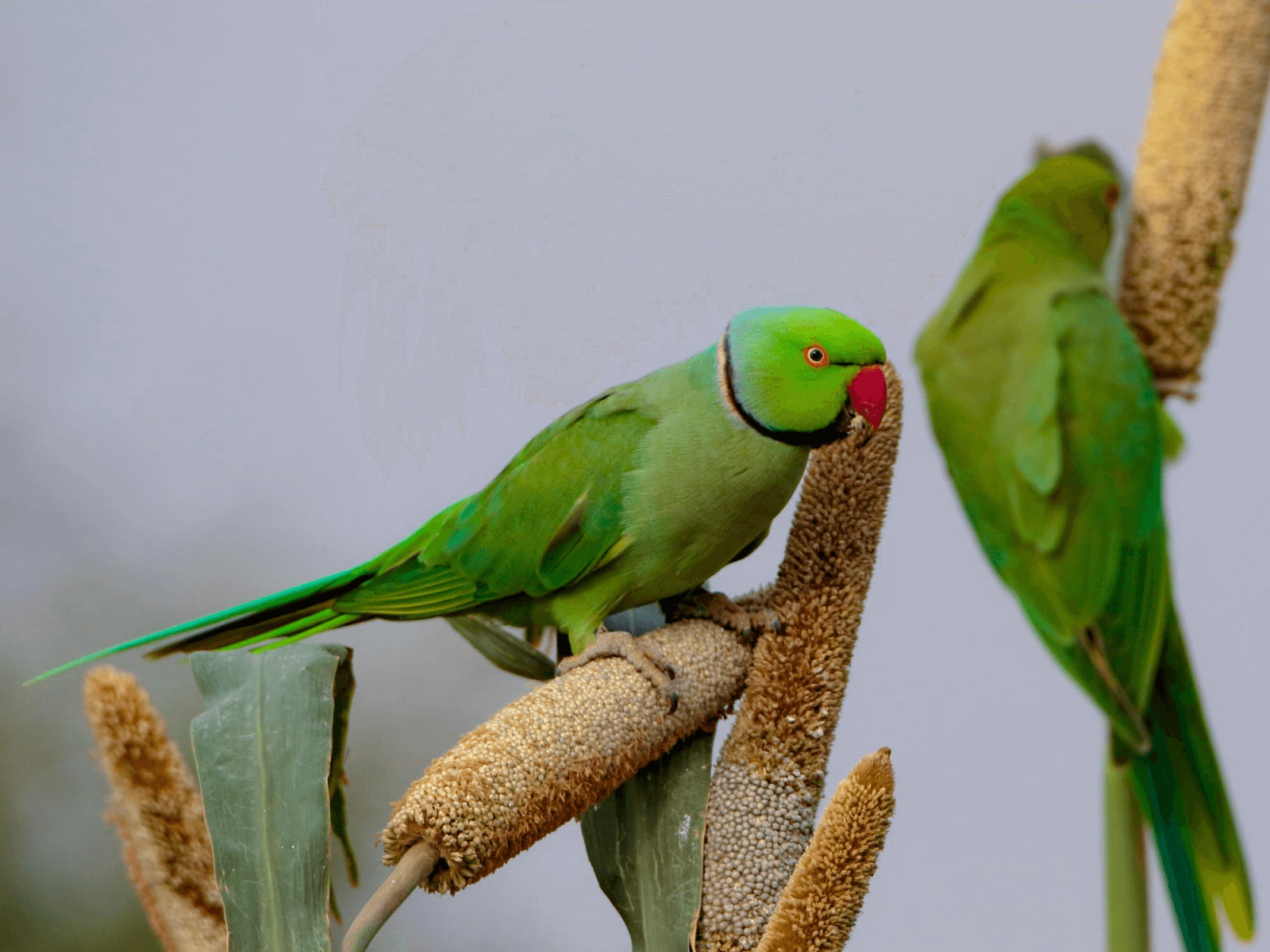 Ожереловый попугай или кольчатый: описание, виды, содержание