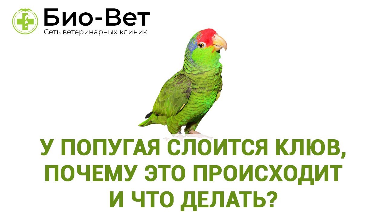 Болезни волнистых попугаев ???? симптомы и лечение | pet7