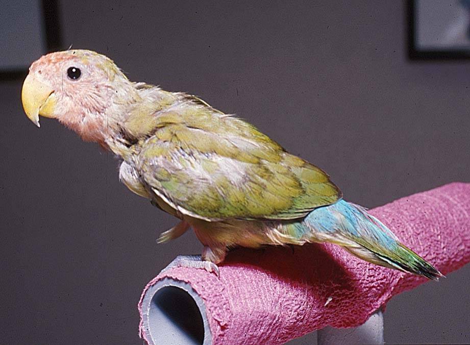Почему у попугая выпадают перья: вокруг глаз, на голове, на шее, из хвоста