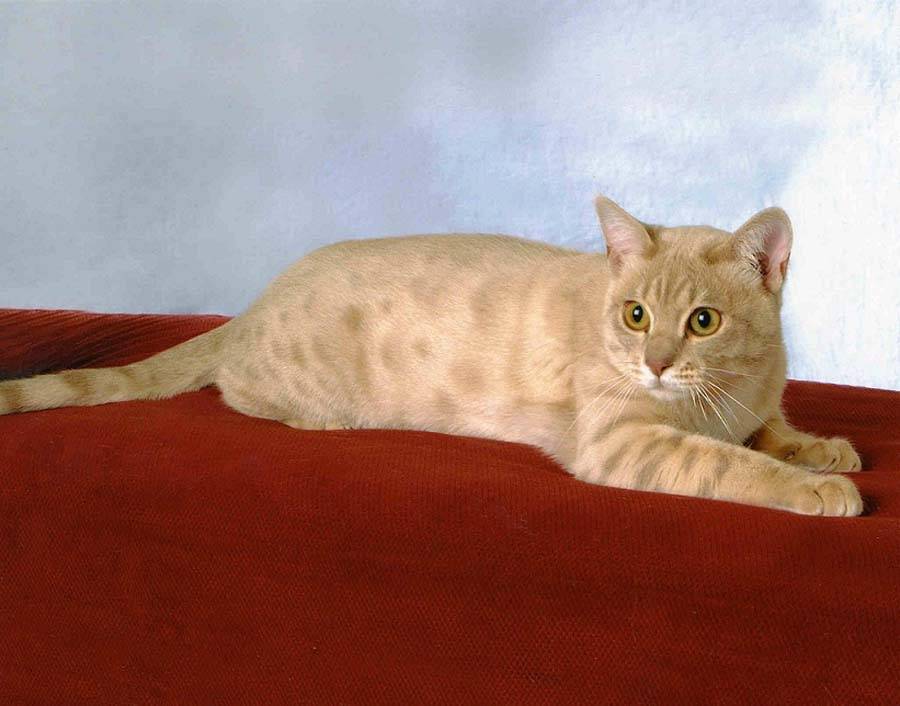 Австралийский мист: фото кошки, описание породы и уход