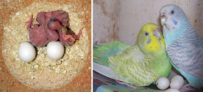 Сколько высиживают яйца волнистые попугаи?