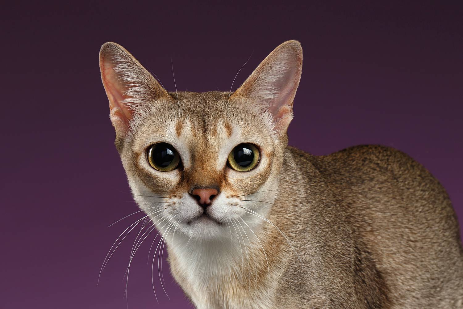 Сингапурские кошки и коты: описание, характер, отзывы (с фото и видео)