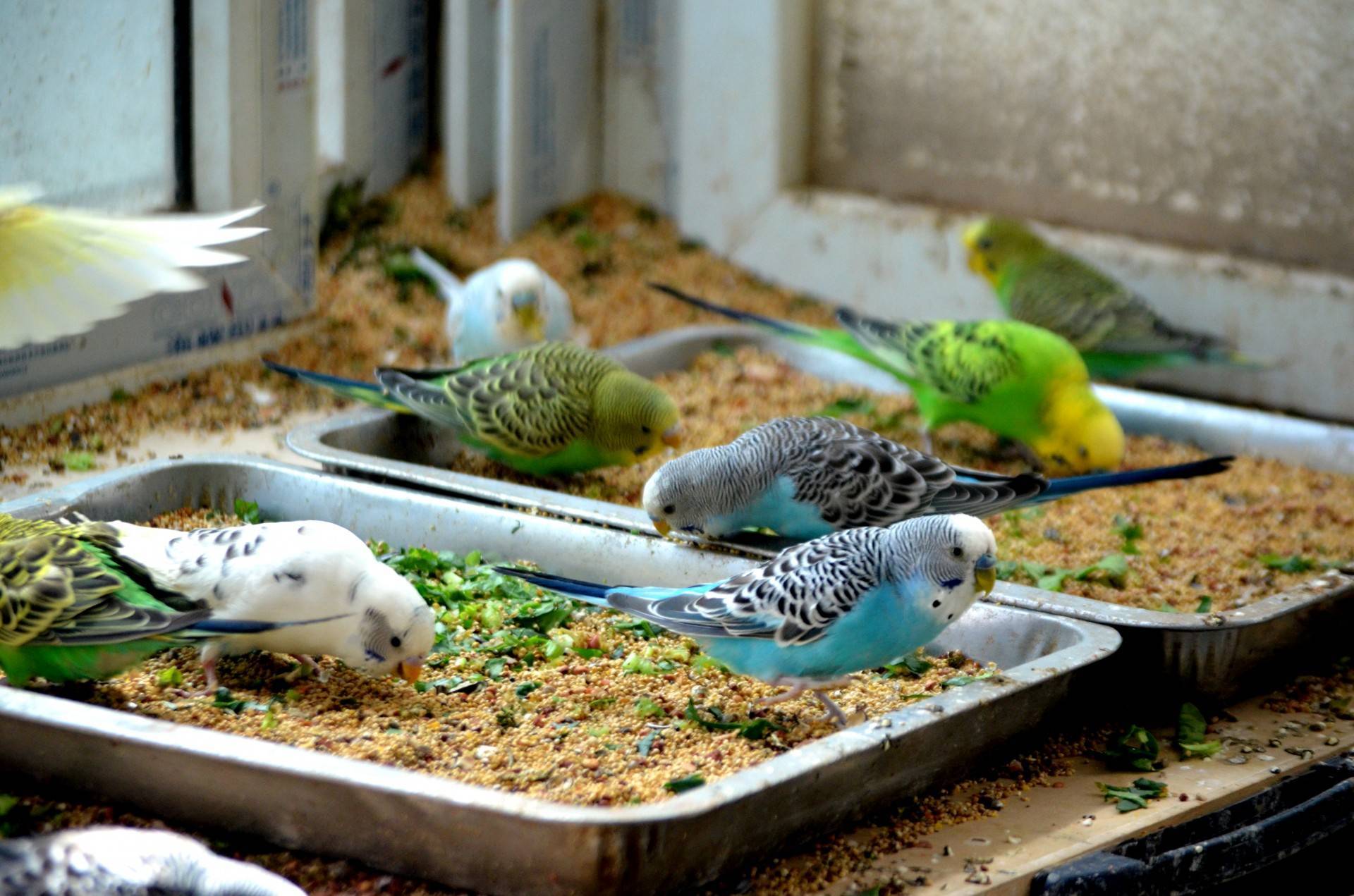 Волнистые попугаи в домашних условиях: правила ухода и содержания