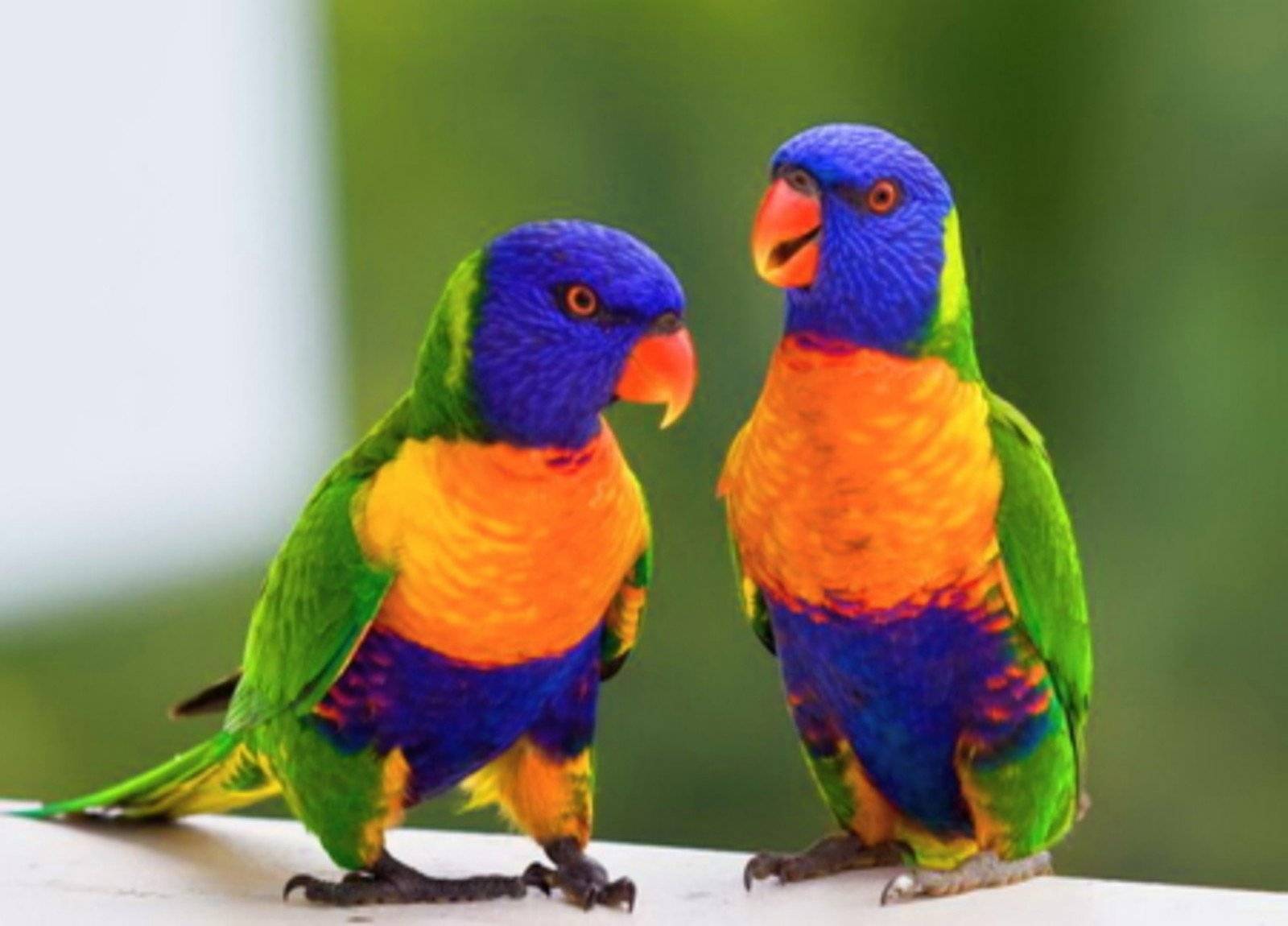 Лориевые попугаи (лори) — описание породы, особенности