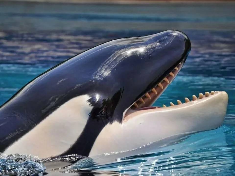 ᐉ кто такие касатки - это дельфины или киты: чем питаются и как выглядят, где обитают, их фото - zoovet24.ru