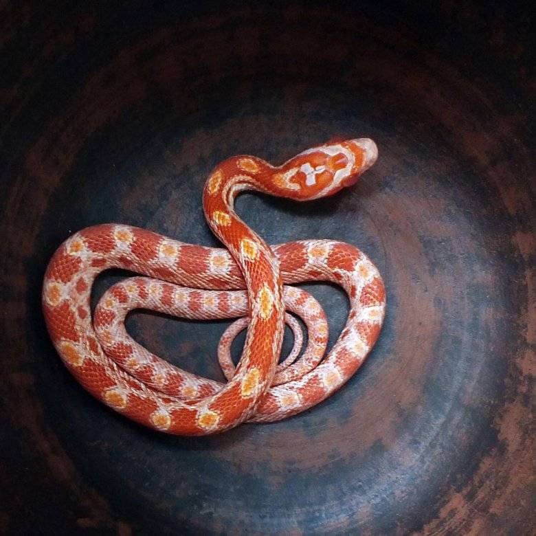 Маисовый полоз: описание и разновидности, содержание змеи в домашних условиях и уход за рептилией, питание