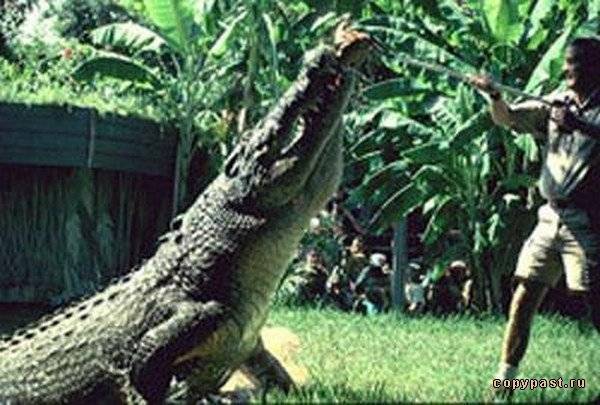 Гребнистый крокодил рептилия. образ жизни и среда обитания гребнистого крокодила | живность.ру