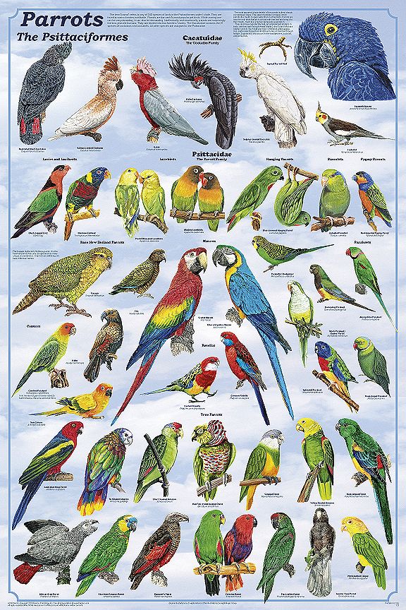 Виды, породы и окрасы попугаев с фото и названиями: как выглядят попугаи, сколько их в мире, какие бывают домашние попугайчики