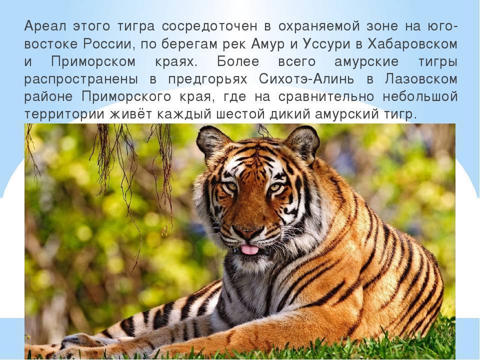 Тигр panthera tigris