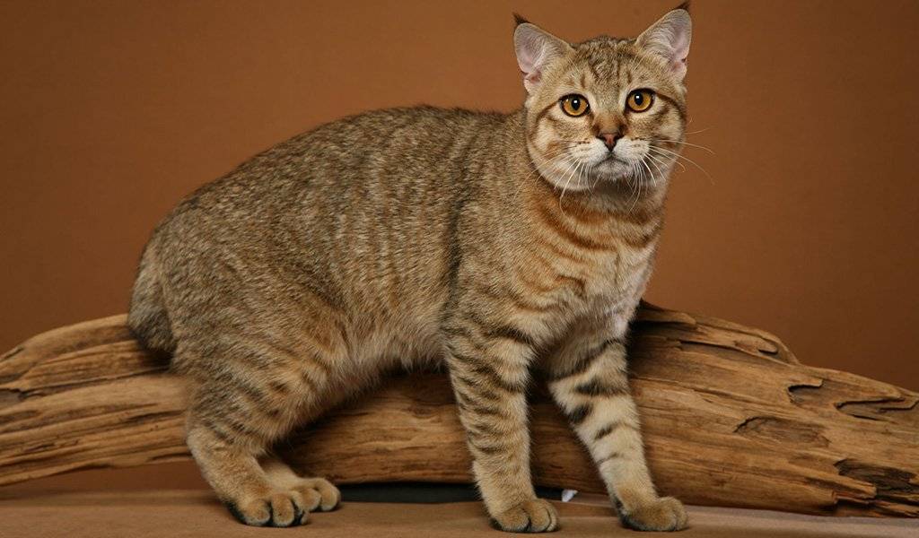 Эльф – лысая кошка с загнутыми ушами