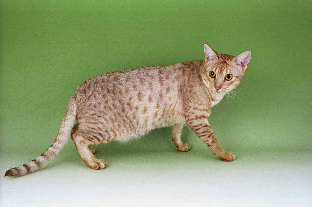 Описание породы кошек оцикет: как выглядят котята, взрослые кот и кошка, сколько стоит порода оцикет, содержание кота дома