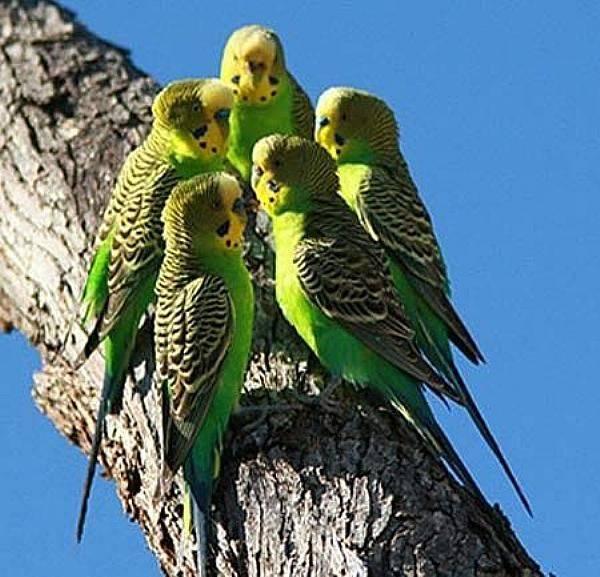 Волнистые попугаи в дикой природе: среда обитания, как живут, что едят, пение на воле, особенности у ара, кореллы, жако