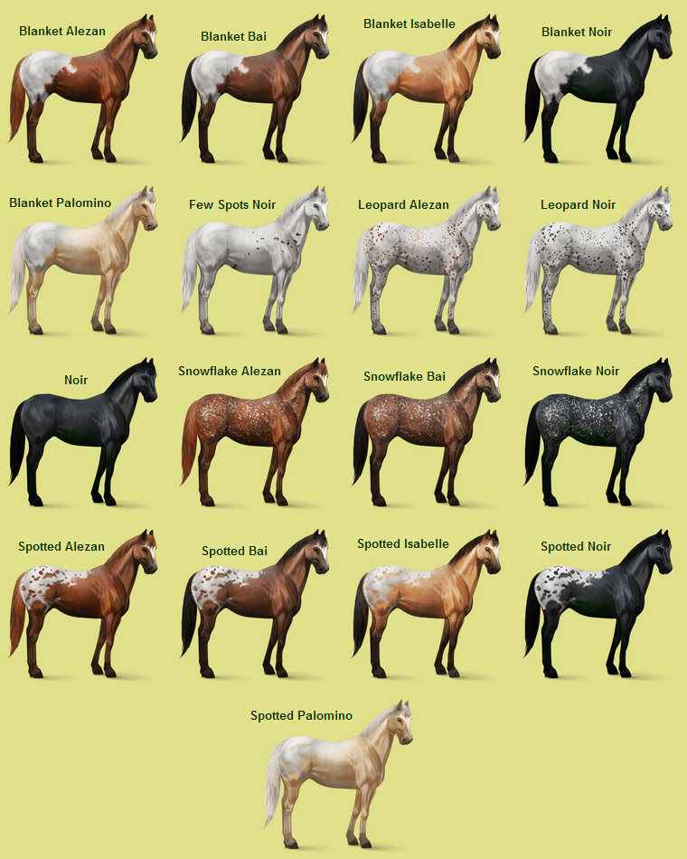 Клички (имена) для лошадей: как назвать коня