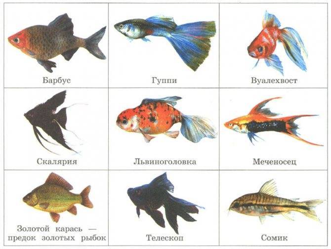 35 названий самых популярных аквариумных рыбок