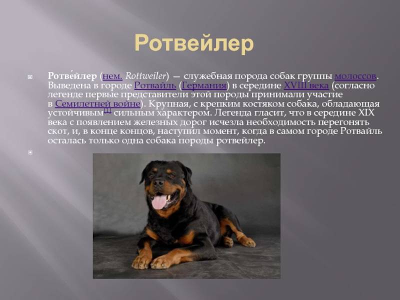 Ротвейлер: описание и характеристика породы, фото щенков собаки