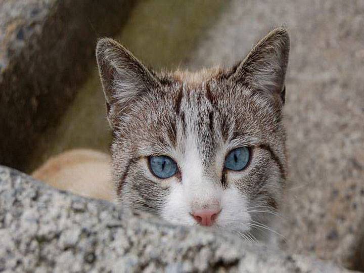 Охос азулес: фото, описание, характер, уход | кот и кошка