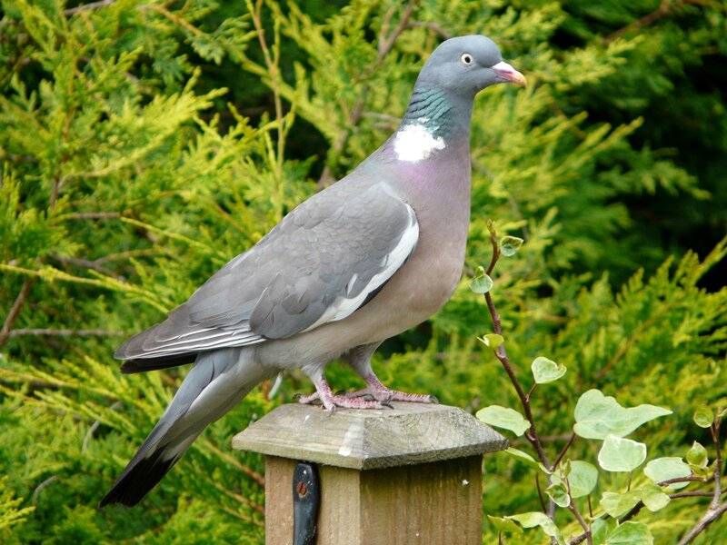 Вяхирь: фото и описание лесного голубя, места обитания птицы
