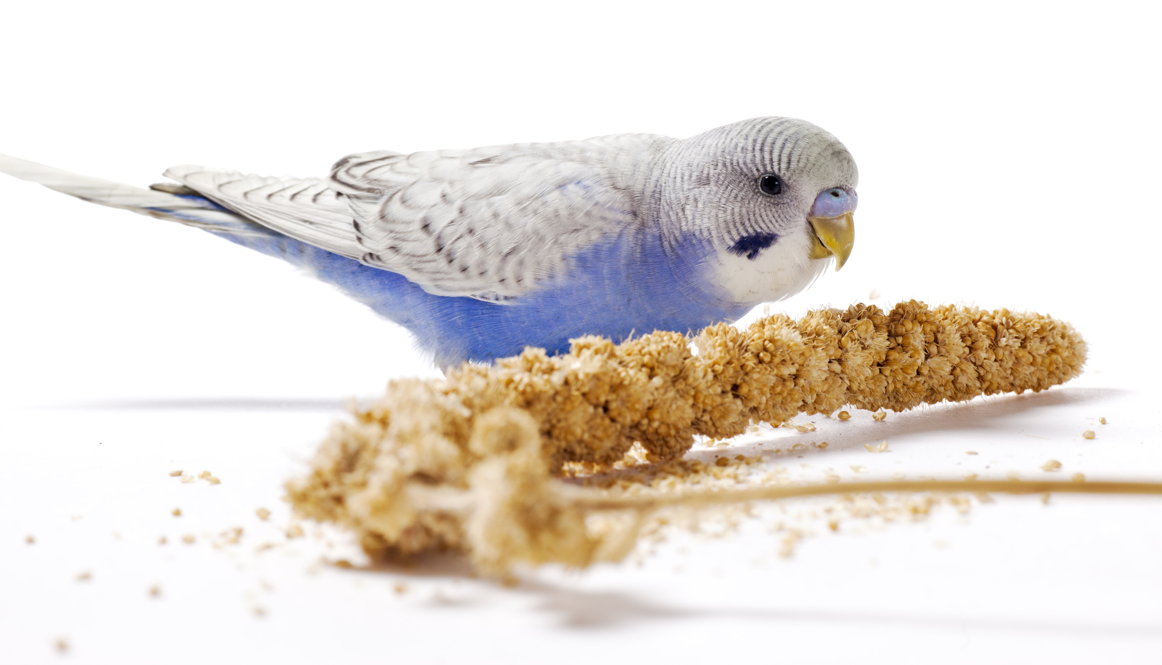 Что любят и чего нельзя кушать волнистым попугаям