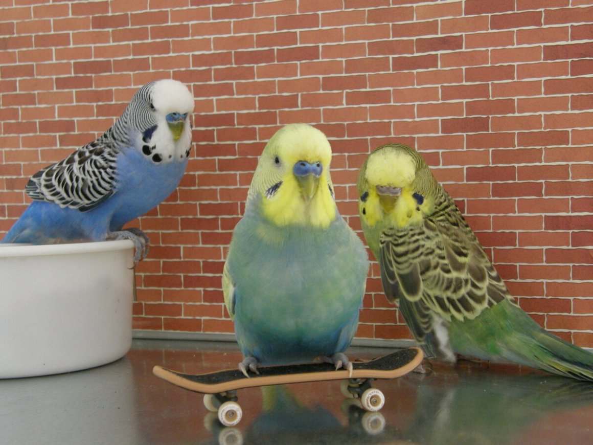Особенности пения волнистых попугаев — не только чириканье