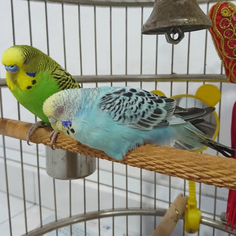 Как спят волнистые попугаи: время и условия для сна, правильный режим