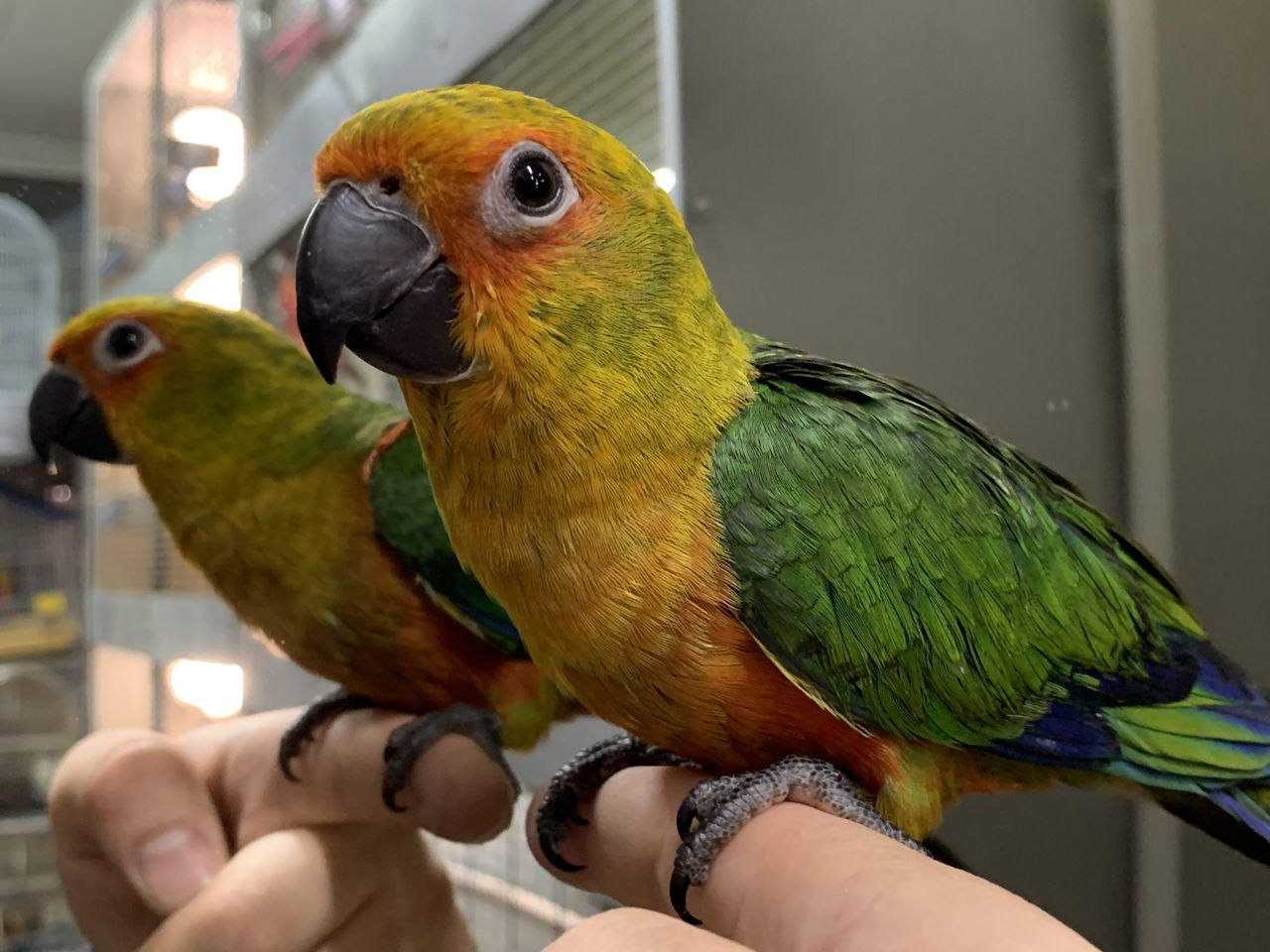 Домашние попугаи: виды, описание, фото с названиями