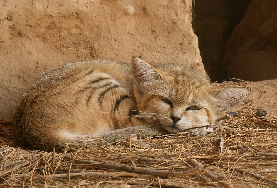 Песчаный кот (барханная песчаная кошка). ареал обитания, интересные факты :: syl.ru