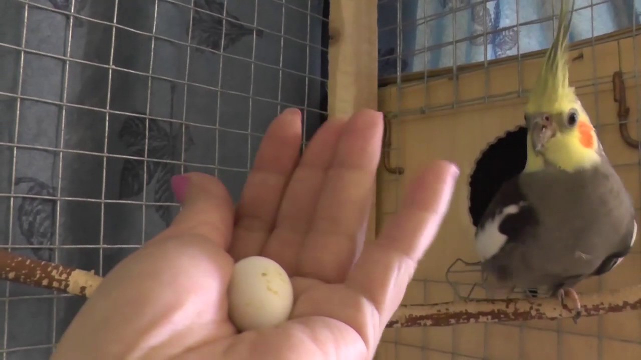 Можно ли волнистому попугаю варёное яйцо: польза и вред [новое исследование]