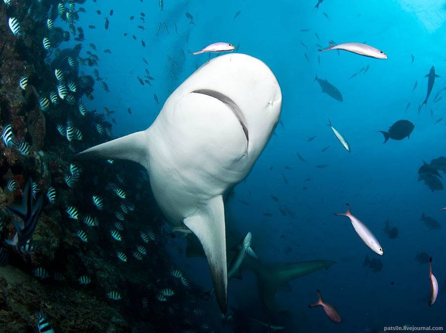 Что за чудище - акула-домовой? 5 самых любопытных фактов о ней