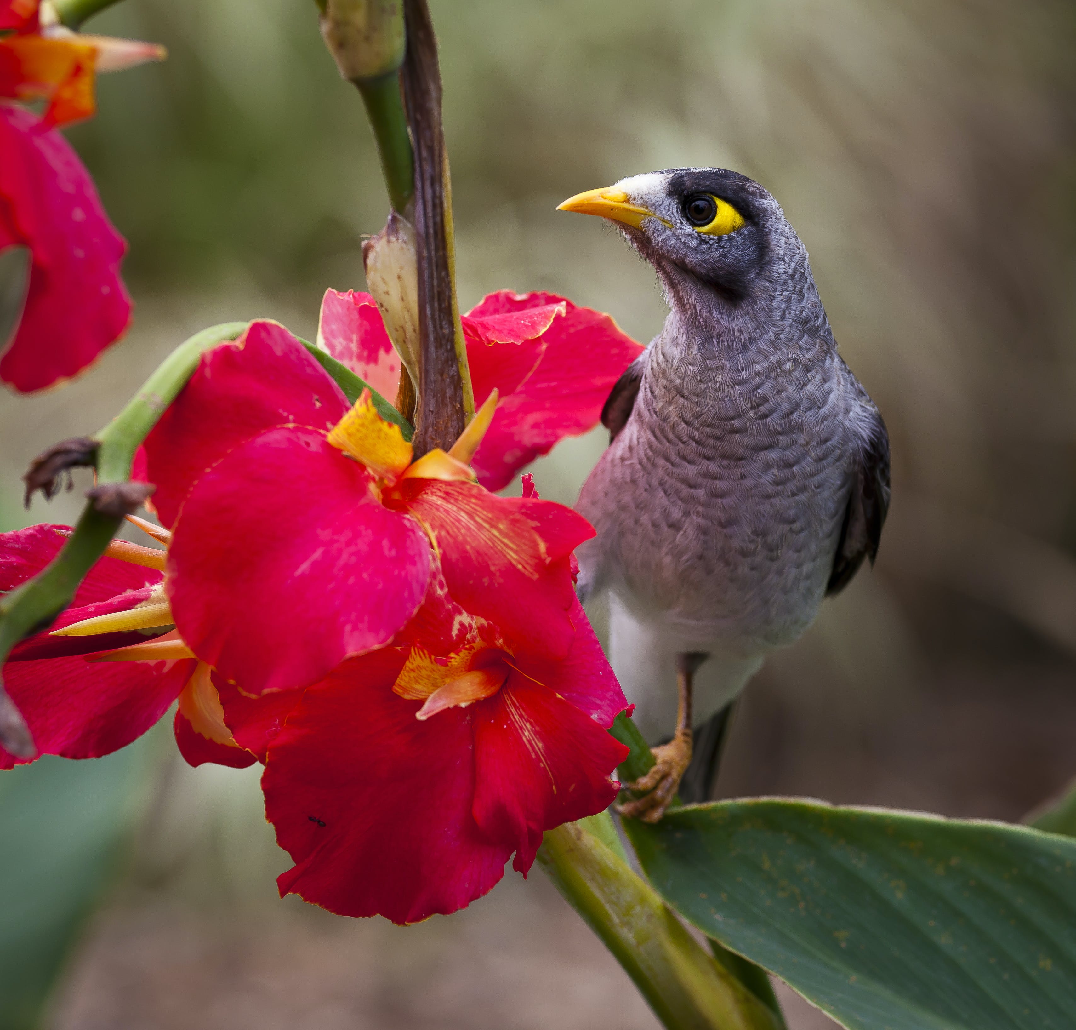 Гавайские цветочницы — история экзотических птиц - животные