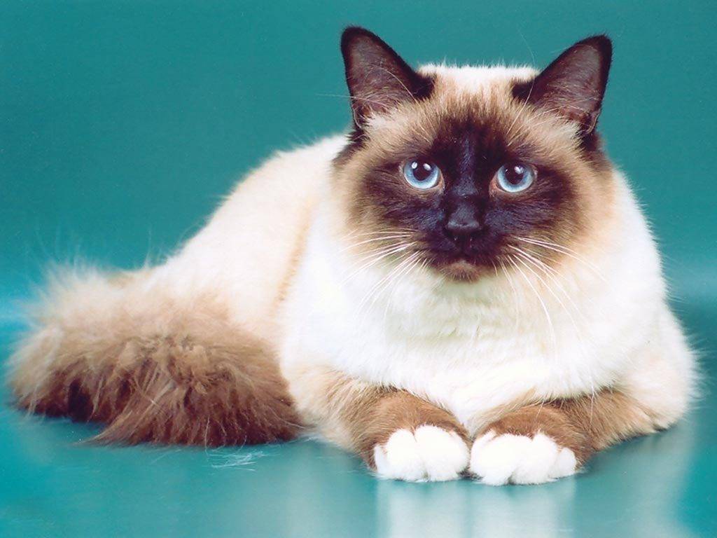 Священная бирманская кошка - описание породы от а до я + фото и отзывы владельцев