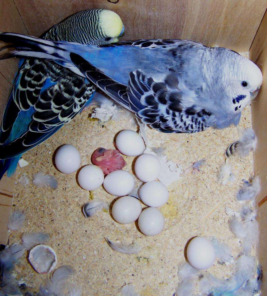 Сколько дней высиживают яйца волнистые попугаи