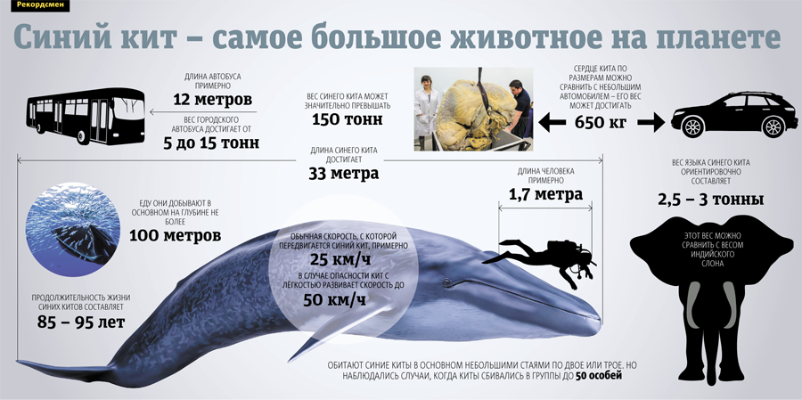 Синий кит животное. описание и образ жизни синего кита