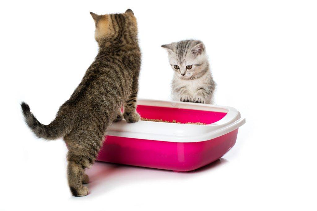Как быстро приучить котенка ходить в лоток | блог ветклиники "беланта"