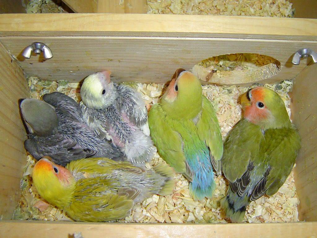 Попугаи неразлучники в домашних условиях: все что нужно знать
