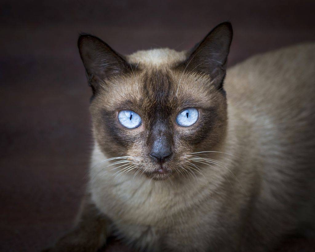 Охос азулес: история, описание породы кошек, фото, цена