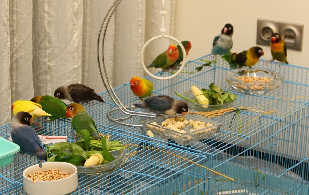 Попугаи неразлучники: содержание и уход в домашних условиях