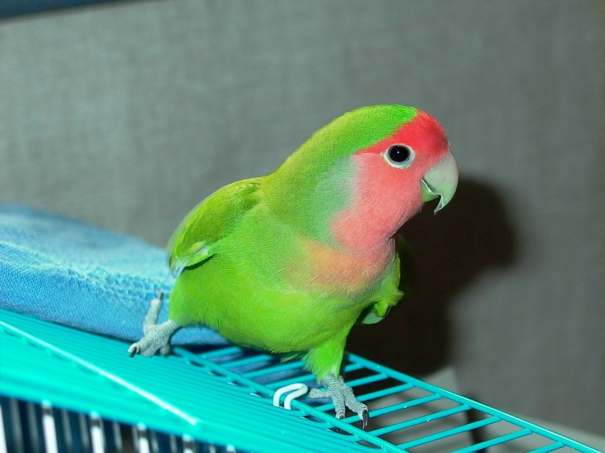 Виды домашних и говорящих попугаев, их характеристика и особенности поведения