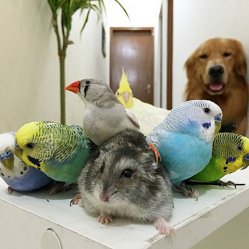 Попугай и кот в одной квартире: уживаются ли, как подружить