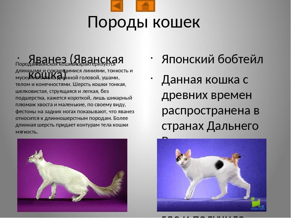 Курильский бобтейл: все о кошке, фото, описание породы, характер, цена