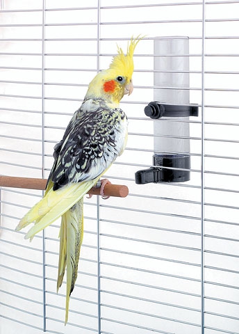 Поилки и кормушки для попугаев: достоинства и недостатки