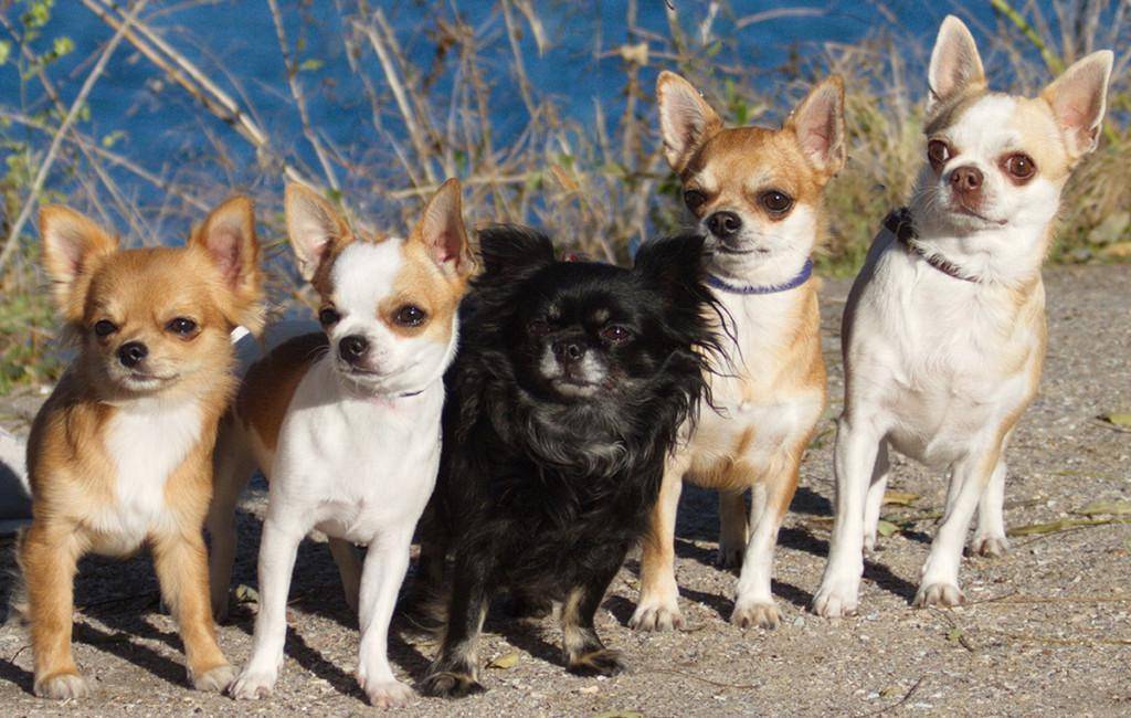 Маленькие породы собак чихуахуа: описание, характер собаки, уход, фото