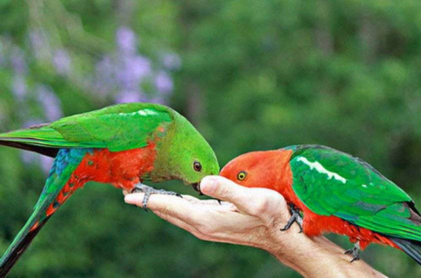 Разновидности волнистых попугаев