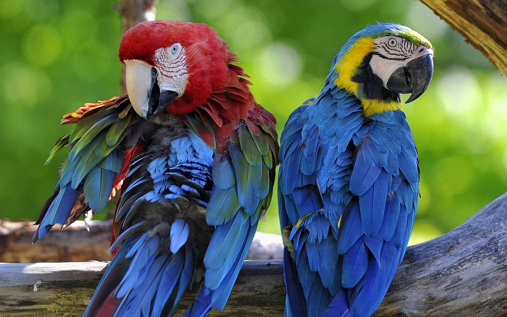 Попугай ара: сколько живет и сколько стоит ара, фото попугая