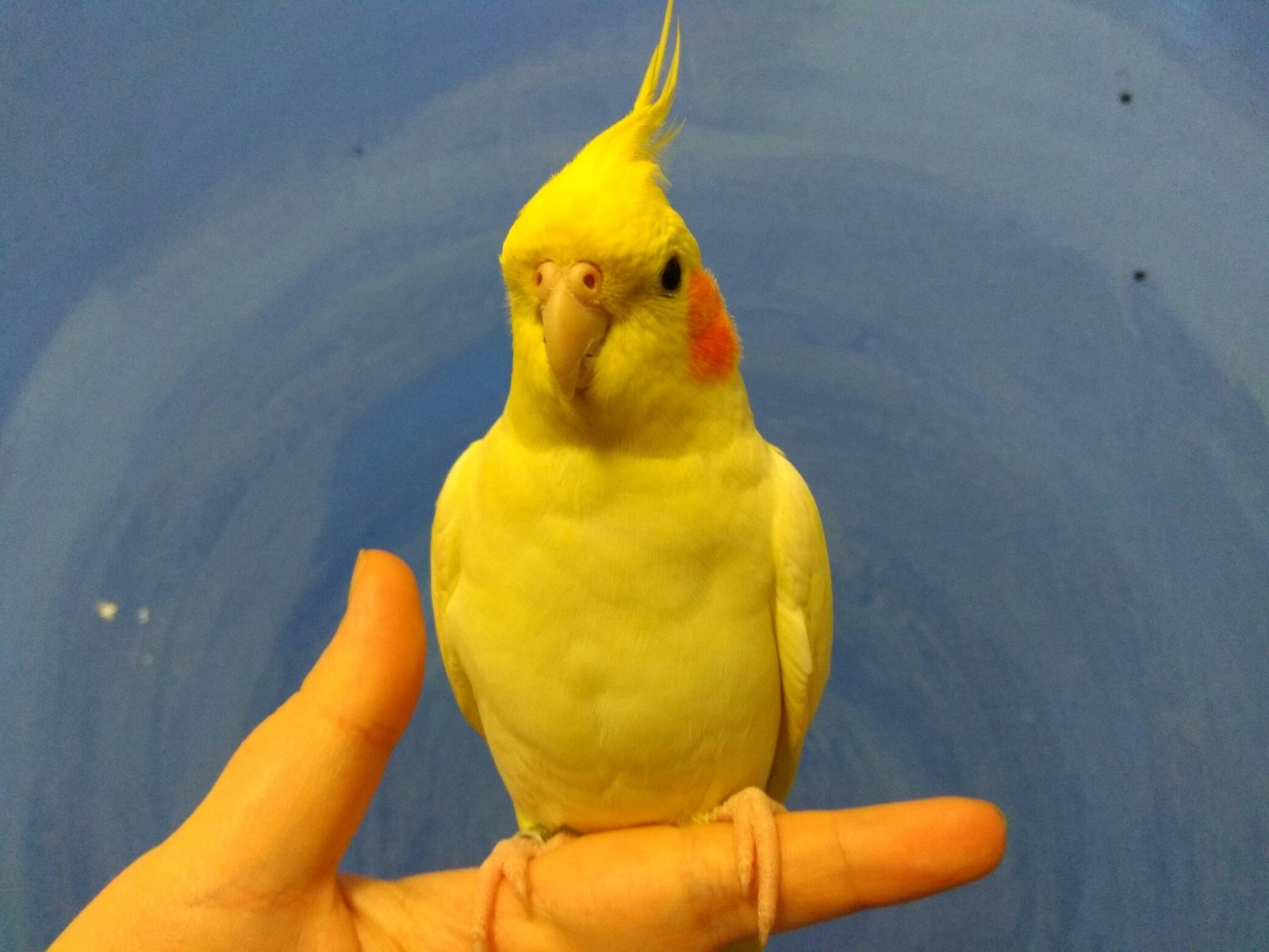Корелла попугай белый, желтый попугай корелла (фото и видео)
