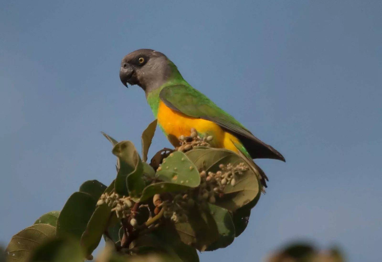 Сенегальский длиннокрылый попугай - фото, отзывы, видео о говорящих сенегальских попугаях
