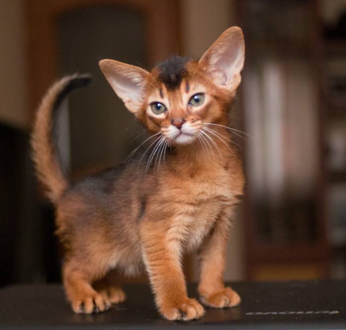 Абиссинская кошка фото окрасы