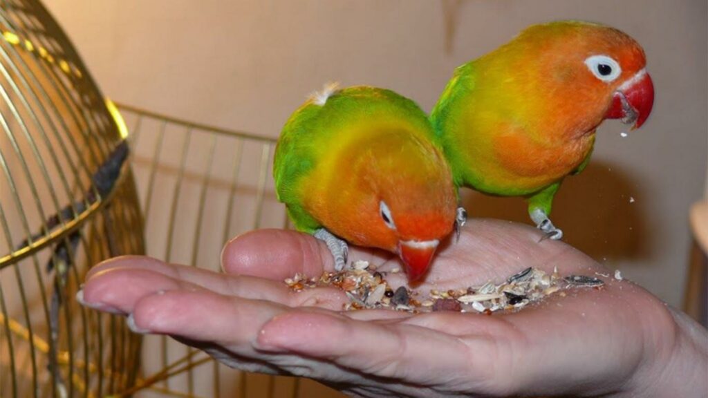 Чем кормить попугая неразлучника в домашних условиях