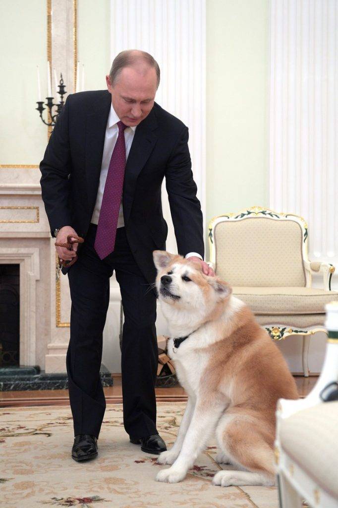 ᐉ лабрадор кони: собака президента, описание и характеристика - kcc-zoo.ru