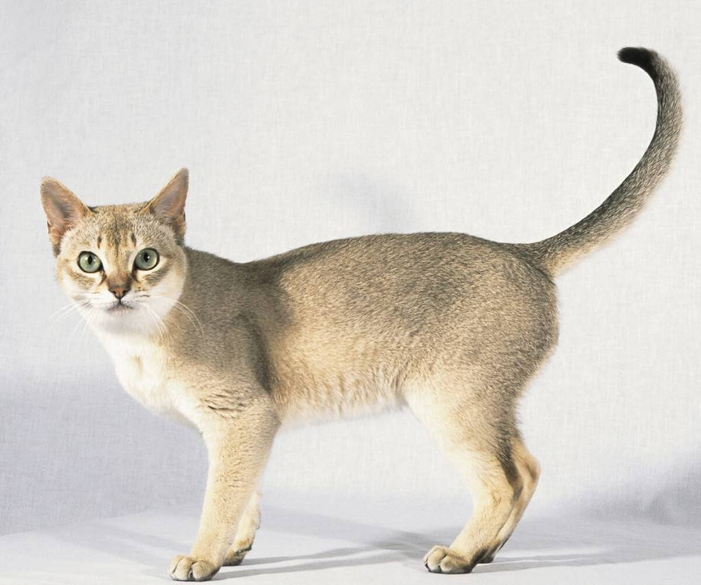 Сингапурская кошка: стандарты породы, здоровье, уход, покупка