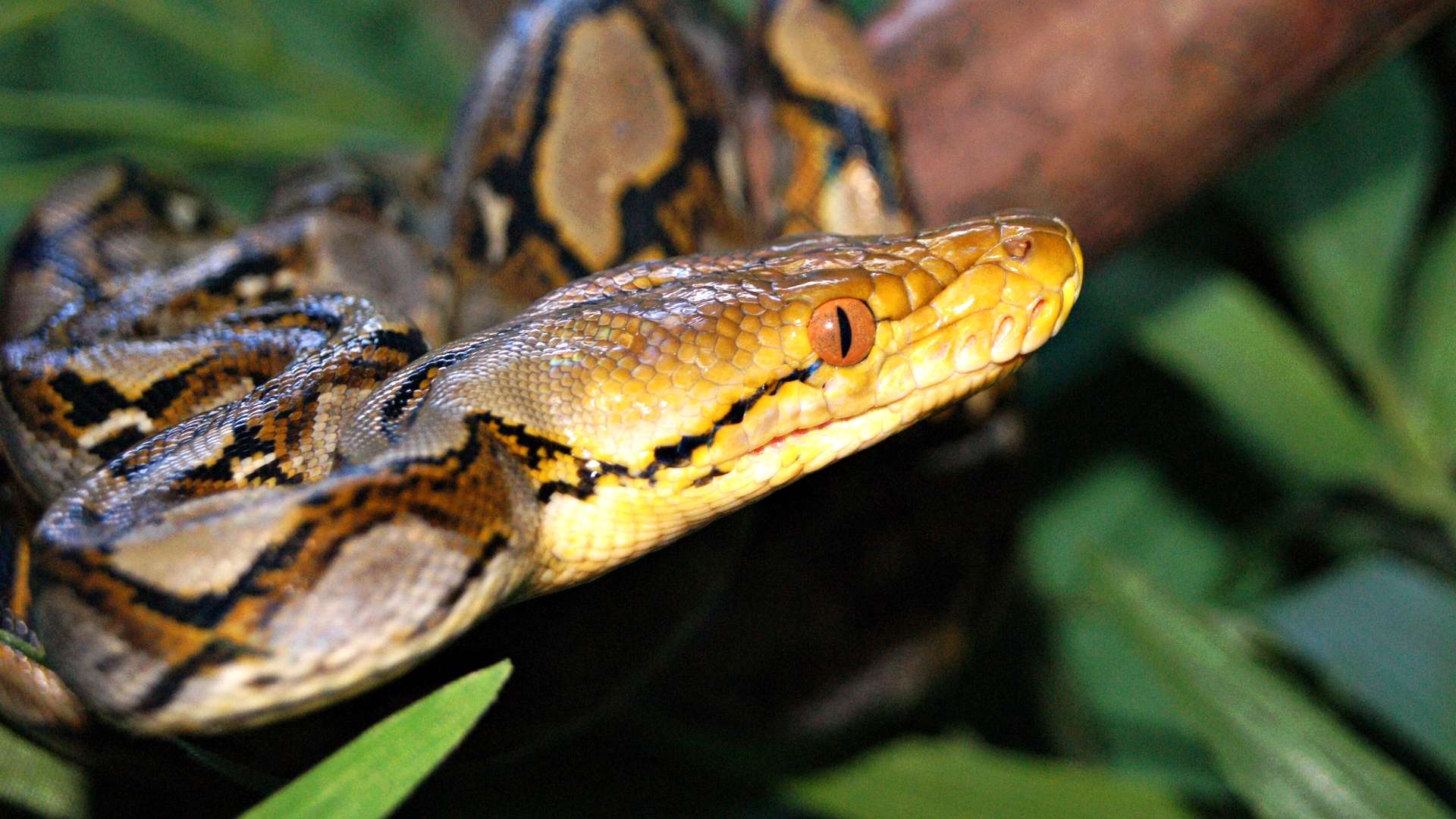 Вымершая змея титанобоа - 10 фактов о самой большой змее в мире